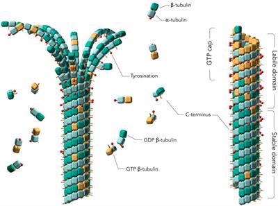 Frontiers | Role of Tau as a Microtubule-Associated Protein 
